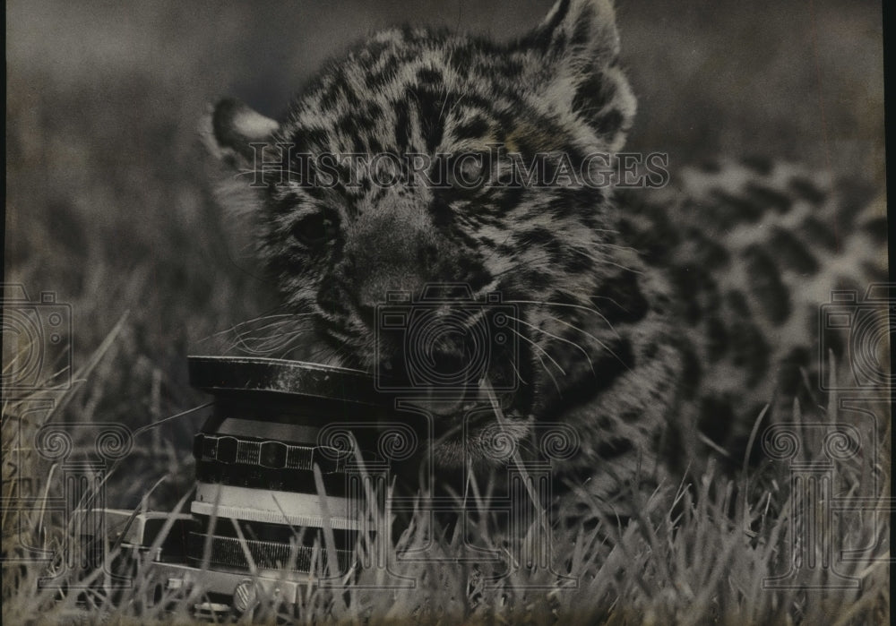  Press Photo Jaguar cub at Milwaukee County Children&#39;s Zoo teething on camera- Historic Images