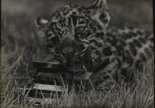  Press Photo Jaguar cub at Milwaukee County Children's Zoo teething on camera- Historic Images