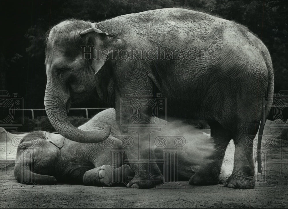 1990 Press Photo Tammy standing over Lota to show dominance, Milwaukee Zoo.