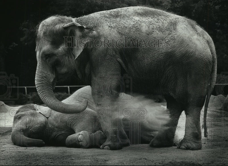 Load image into Gallery viewer, 1990 Press Photo Tammy standing over Lota to show dominance, Milwaukee Zoo.
