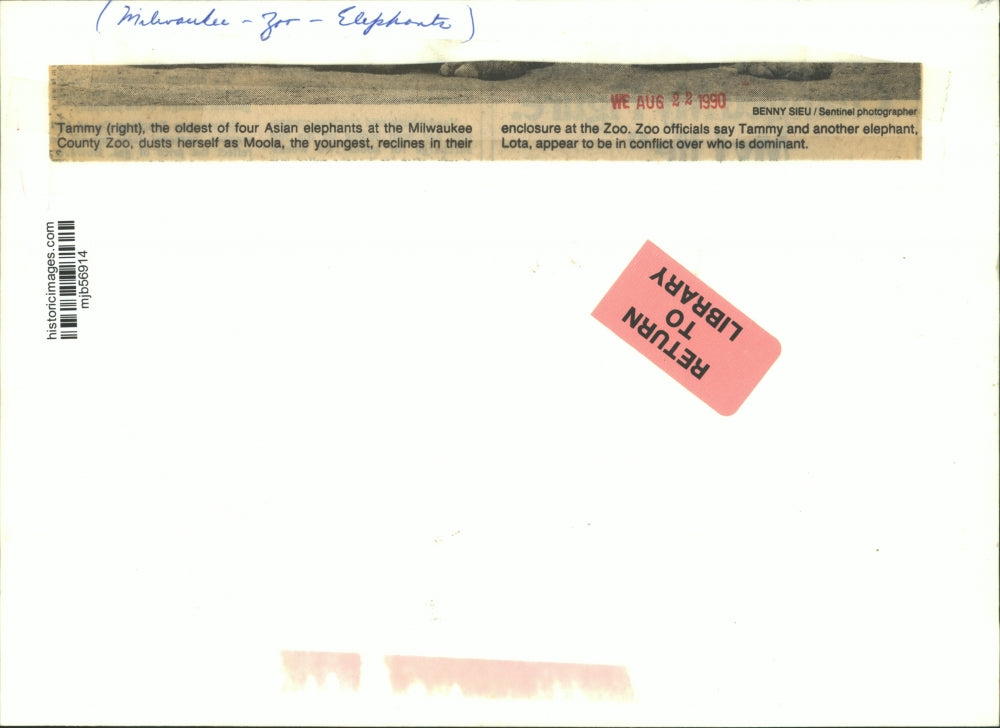 1990 Press Photo Tammy standing over Lota to show dominance, Milwaukee Zoo.