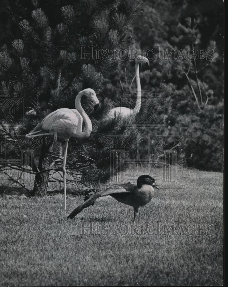 1966 Press Photo Goose and Flamingos, Milwaukee County Zoo- Historic Images