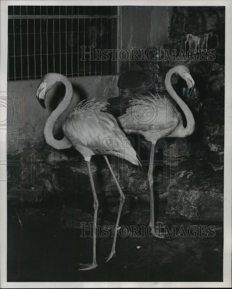 1955 Press Photo Cuban flamingos added to Washington park zoo, Milwaukee- Historic Images