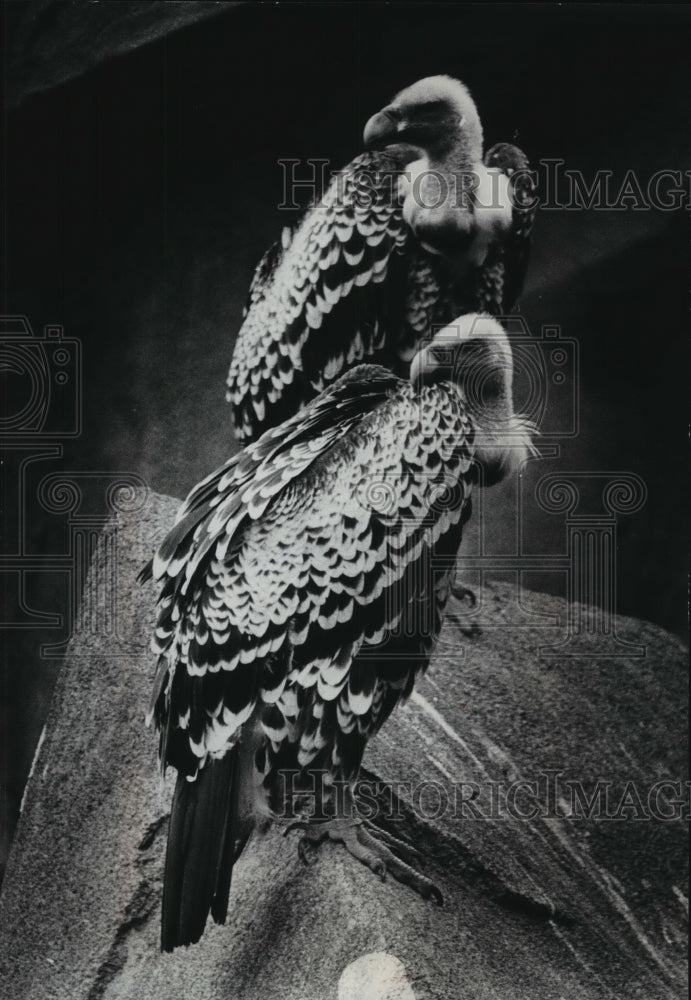  Press Photo A griffon vulture at the Milwaukee County Zoo- Historic Images