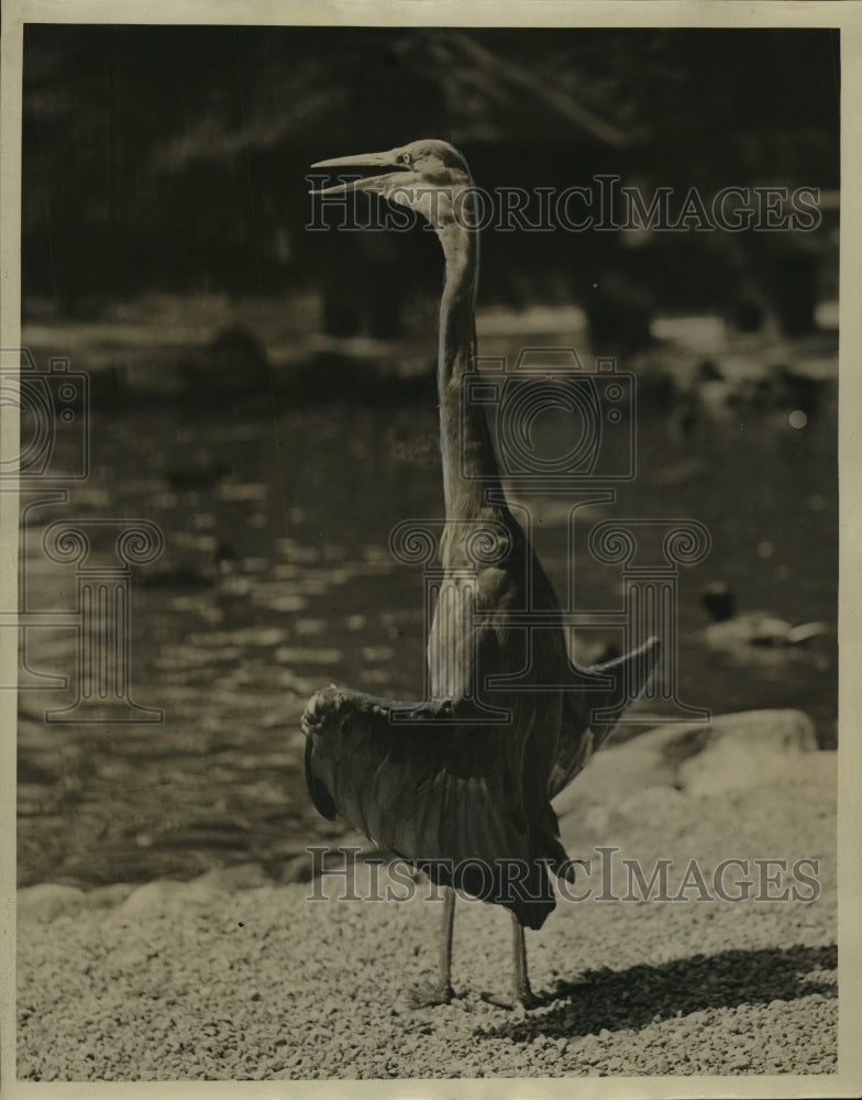 1938 Press Photo Young Heron Sunbathing At Washington Park Zoo, Milwaukee- Historic Images