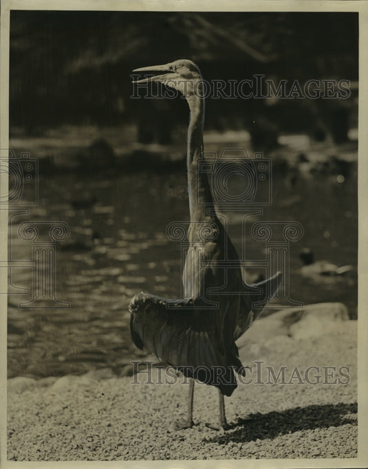 1938 Press Photo Young Heron Sunbathing At Washington Park Zoo, Milwaukee- Historic Images