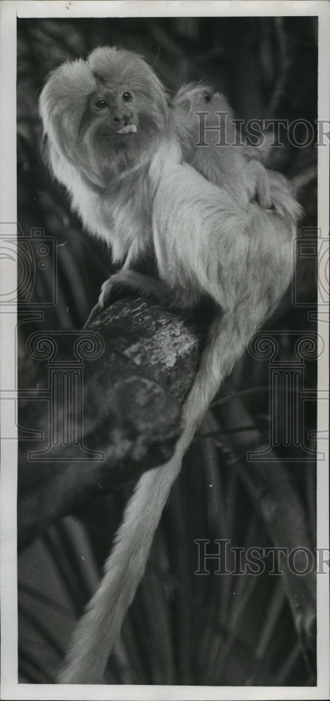 1969 Press Photo Twin Brazilian Golden Marmosets Born At Milwaukee County Zoo