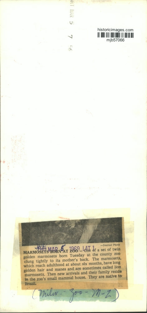 1969 Press Photo Twin Brazilian Golden Marmosets Born At Milwaukee County Zoo