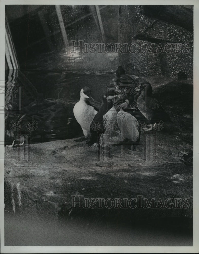 1969 Press Photo Milwaukee Zoo Bird - mjb57313- Historic Images