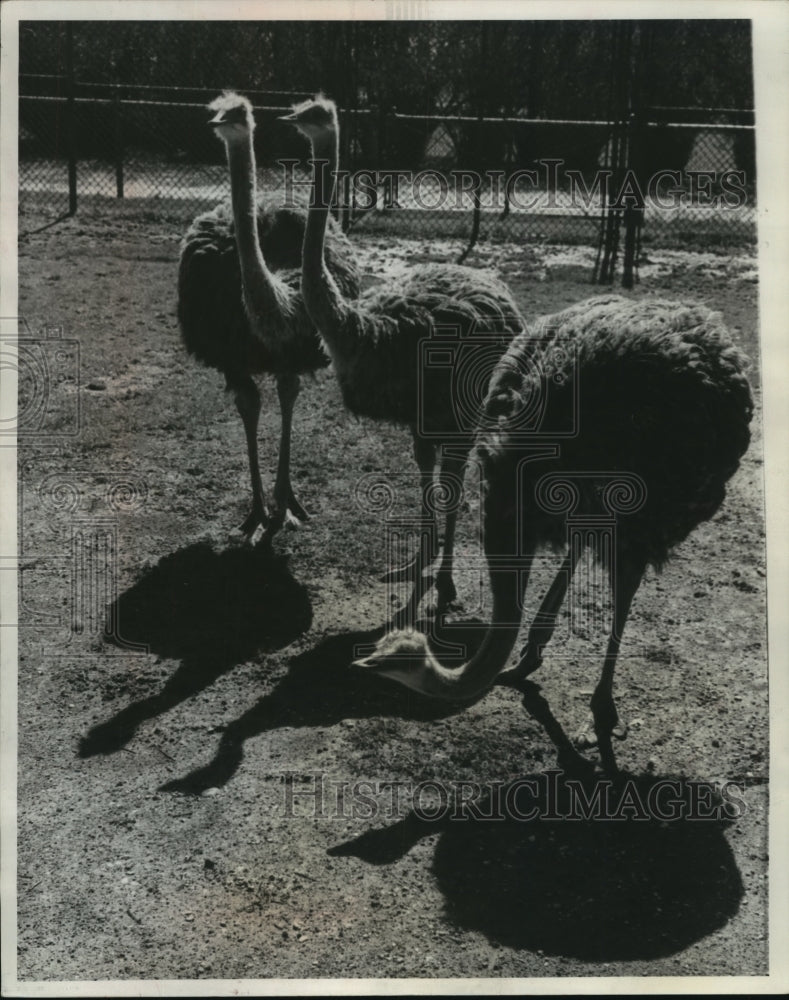 1961 Press Photo Milwaukee Zoo Ostriches just Arrived from a Miami Bird Farm- Historic Images