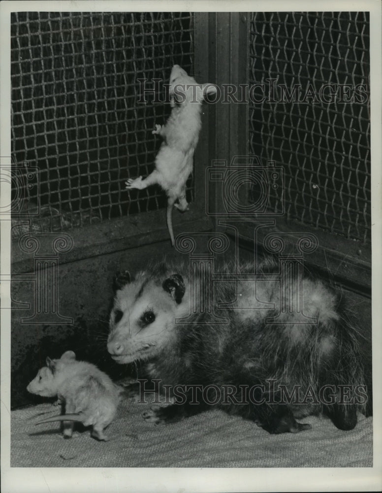 1940 Press Photo Baby opossums at Milwaukee County Zoo - mjb57340- Historic Images