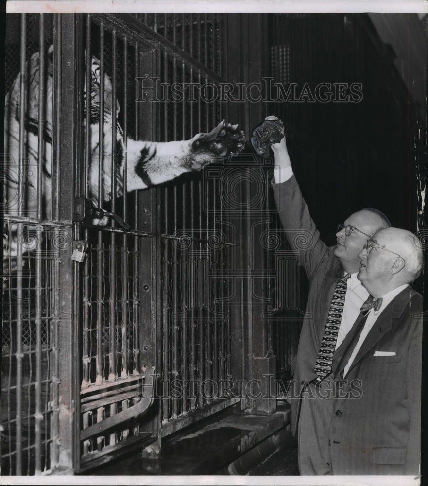 1956 Press Photo Milwaukee Zoo Director George Speidel feeds tiger - mjb57341- Historic Images