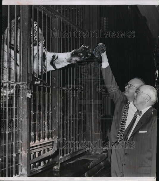 1956 Press Photo Milwaukee Zoo Director George Speidel feeds tiger - mjb57341- Historic Images