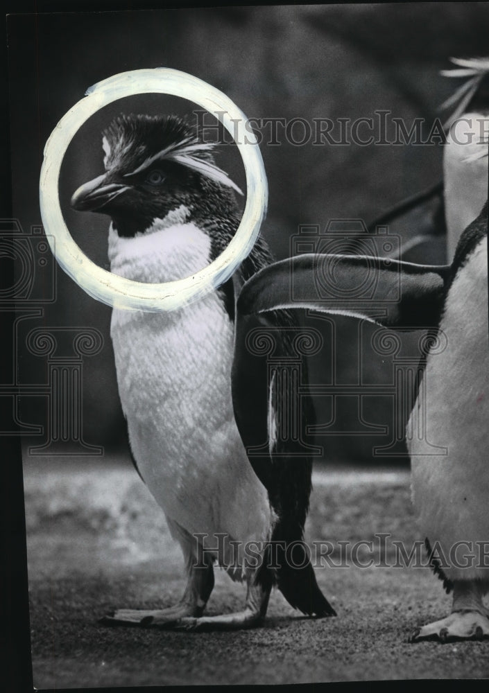 1964 Press Photo Rockhopper Penguin at the Milwaukee County Zoo - mjb57349