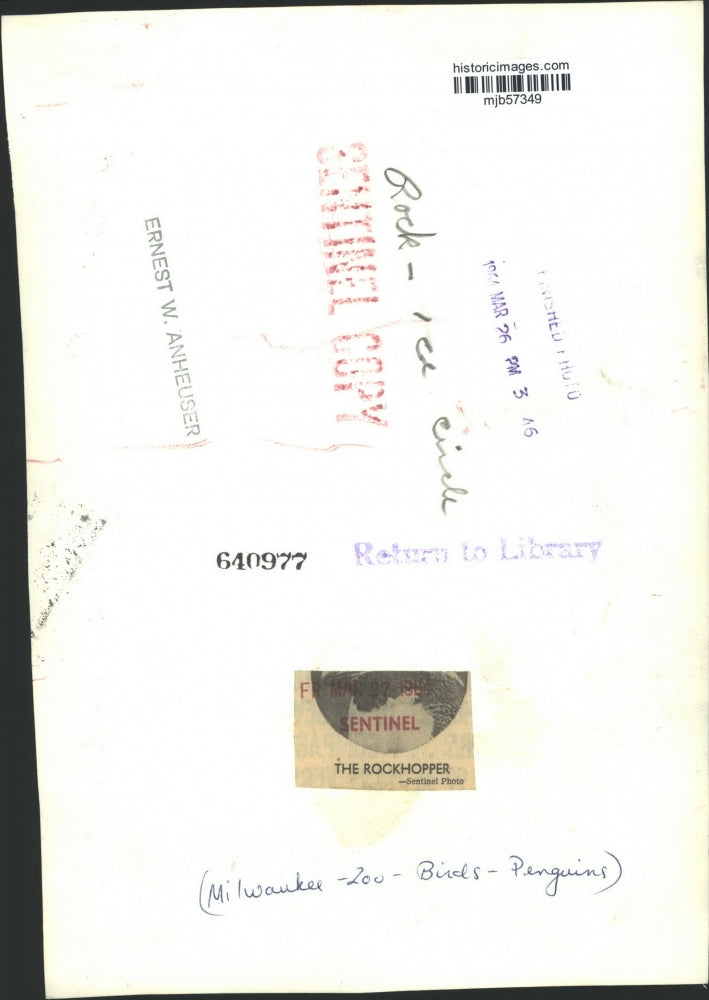 1964 Press Photo Rockhopper Penguin at the Milwaukee County Zoo - mjb57349