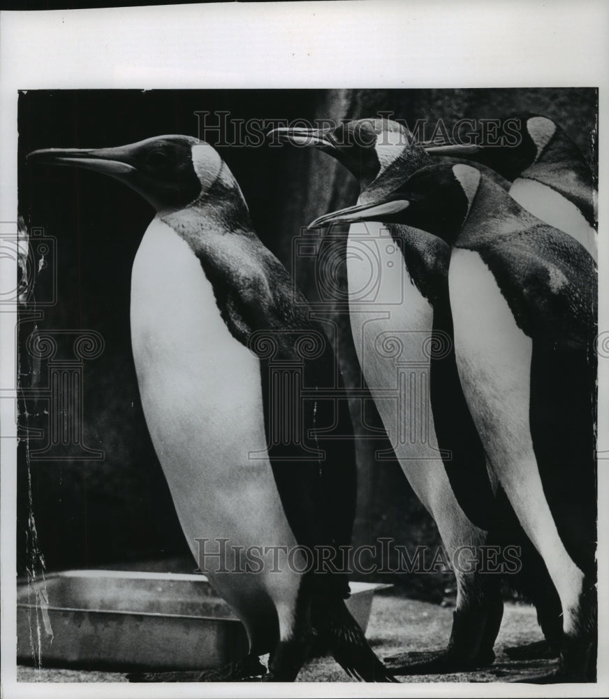1964 Press Photo King Penguins at the Milwaukee County Zoo in Wisconsin