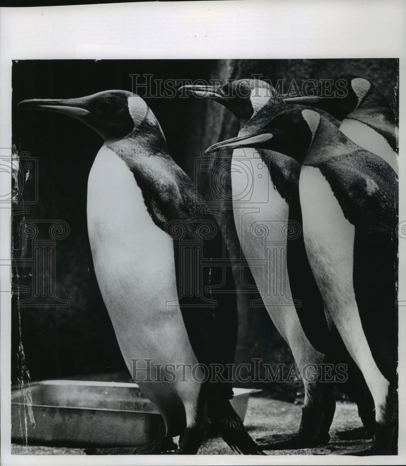 Load image into Gallery viewer, 1964 Press Photo King Penguins at the Milwaukee County Zoo in Wisconsin
