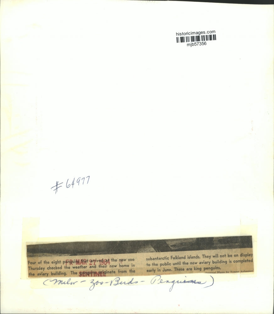 1964 Press Photo King Penguins at the Milwaukee County Zoo in Wisconsin