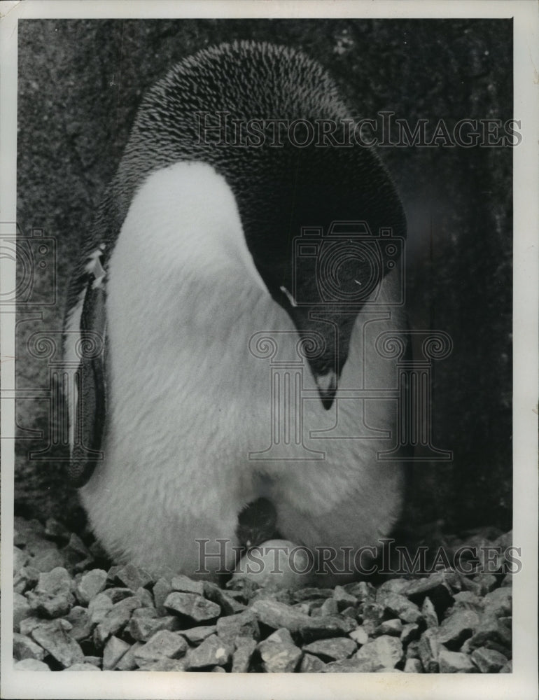 1970 Press Photo Baby Adelie penguin peeked out from under Momma - Milwaukee Zoo