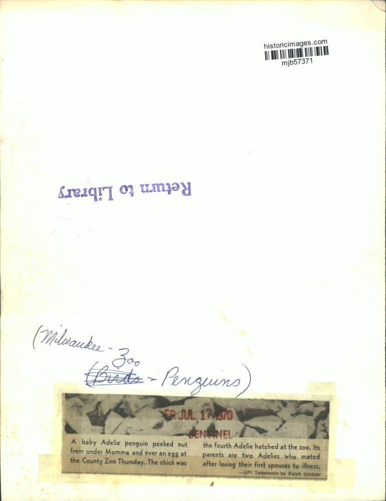 1970 Press Photo Baby Adelie penguin peeked out from under Momma - Milwaukee Zoo