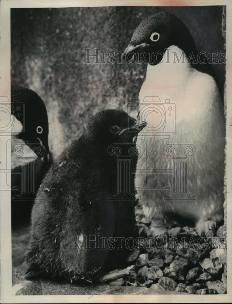 1966 Press Photo Little America the baby Adelie penguin at the Milwaukee Zoo
