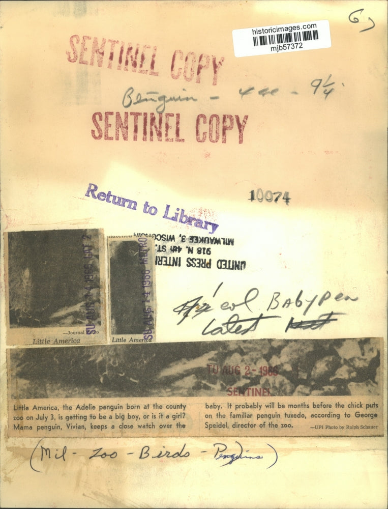 1966 Press Photo Little America the baby Adelie penguin at the Milwaukee Zoo