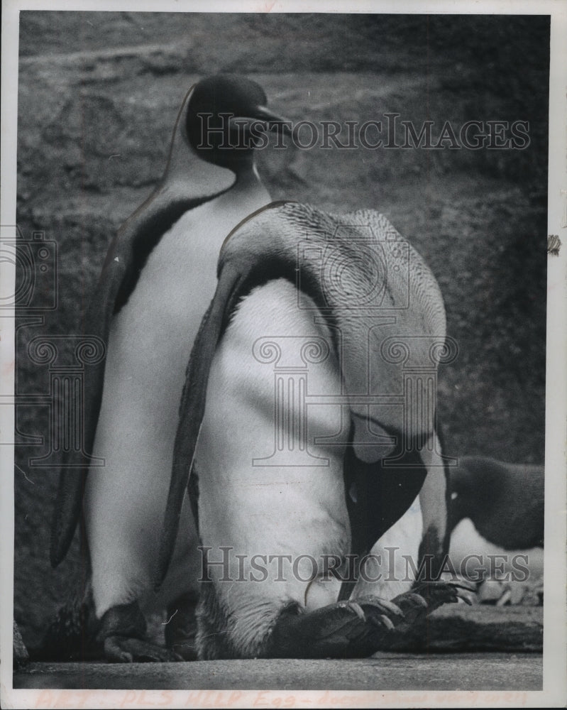 1969 Press Photo Milwaukee county zoo penguin incubates egg atop its feet- Historic Images