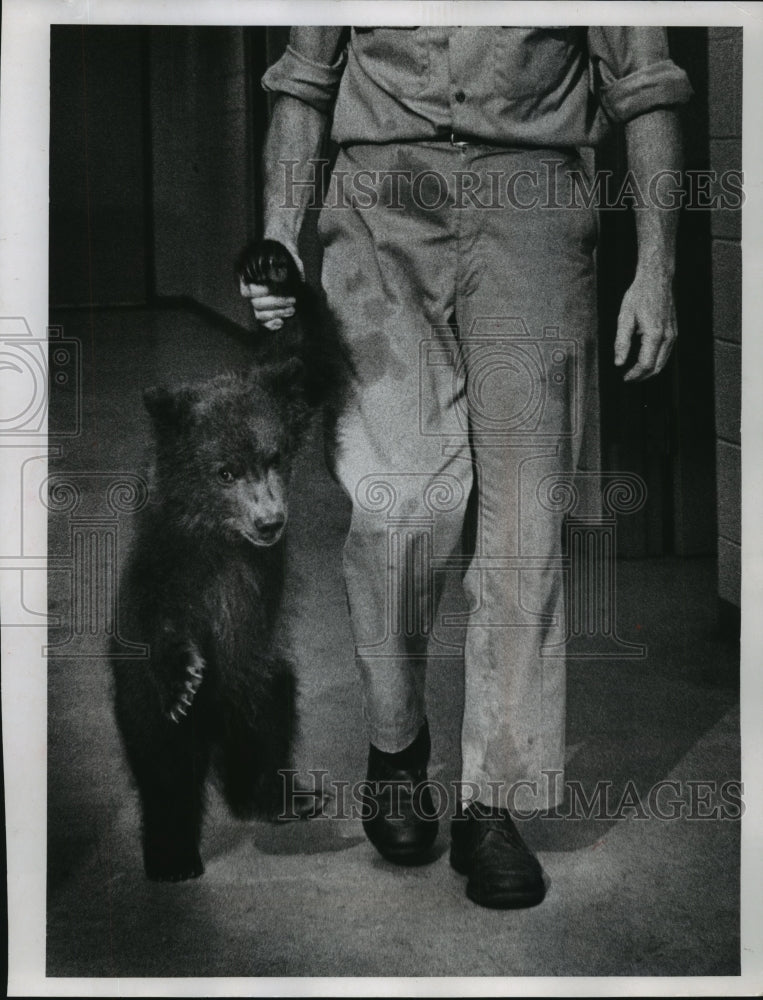 1971 Press Photo Alaskan Brown Bear With Evans At Milwaukee Children&#39;s Zoo- Historic Images