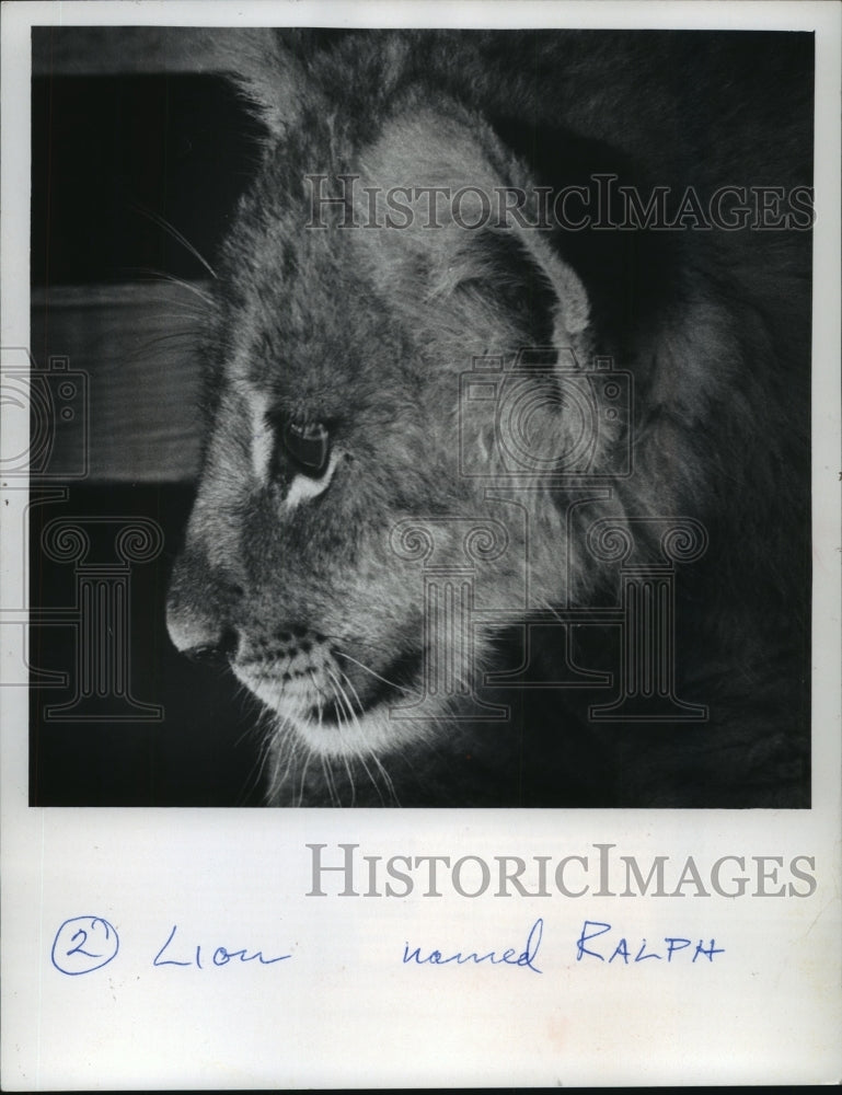 Load image into Gallery viewer, 1972 Press Photo Ralph The Lion At Milwaukee Children's Zoo - mjb57413
