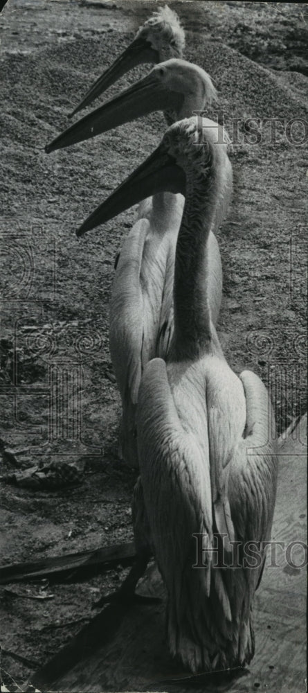 1964 Press Photo 3 Pelicans at the Milwaukee Zoo - mjb57480