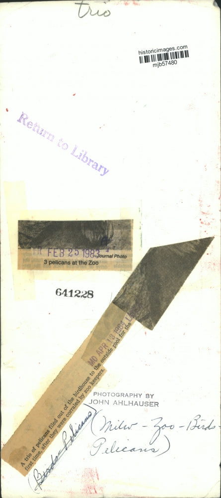 1964 Press Photo 3 Pelicans at the Milwaukee Zoo - mjb57480