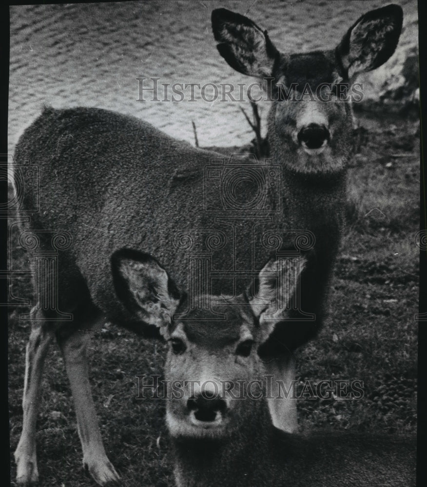 1971 Press Photo Mule deer in the confines of the Milwaukee County Zoo