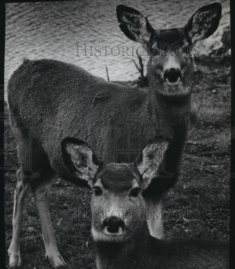 Load image into Gallery viewer, 1971 Press Photo Mule deer in the confines of the Milwaukee County Zoo
