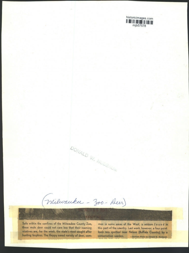 1971 Press Photo Mule deer in the confines of the Milwaukee County Zoo