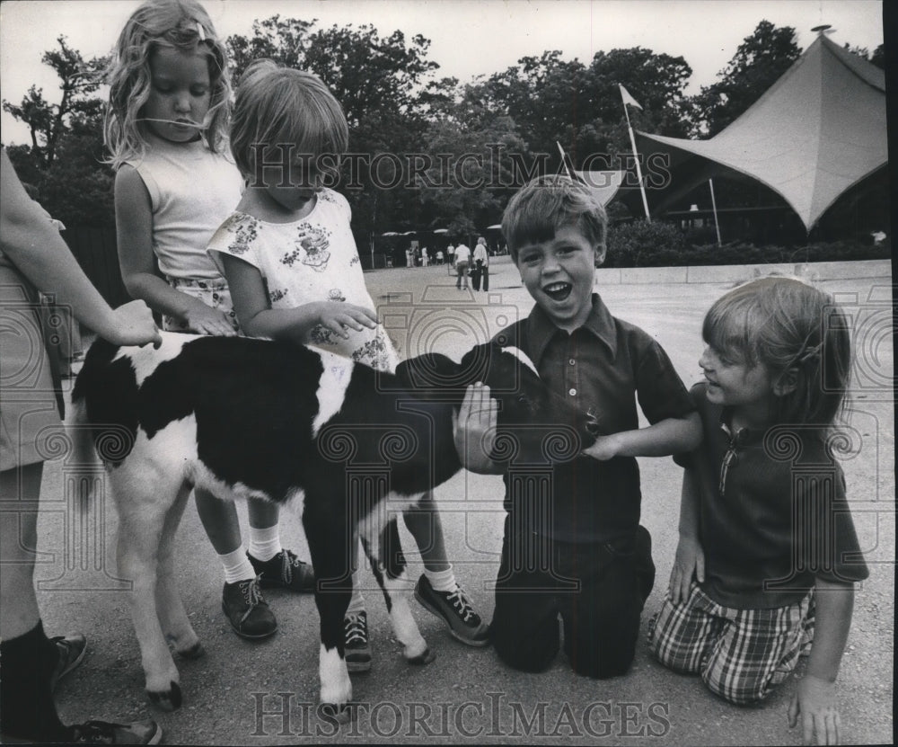 1975 Press Photo Holstein calk mistakes a zoo visitor's hand for a milk bottle