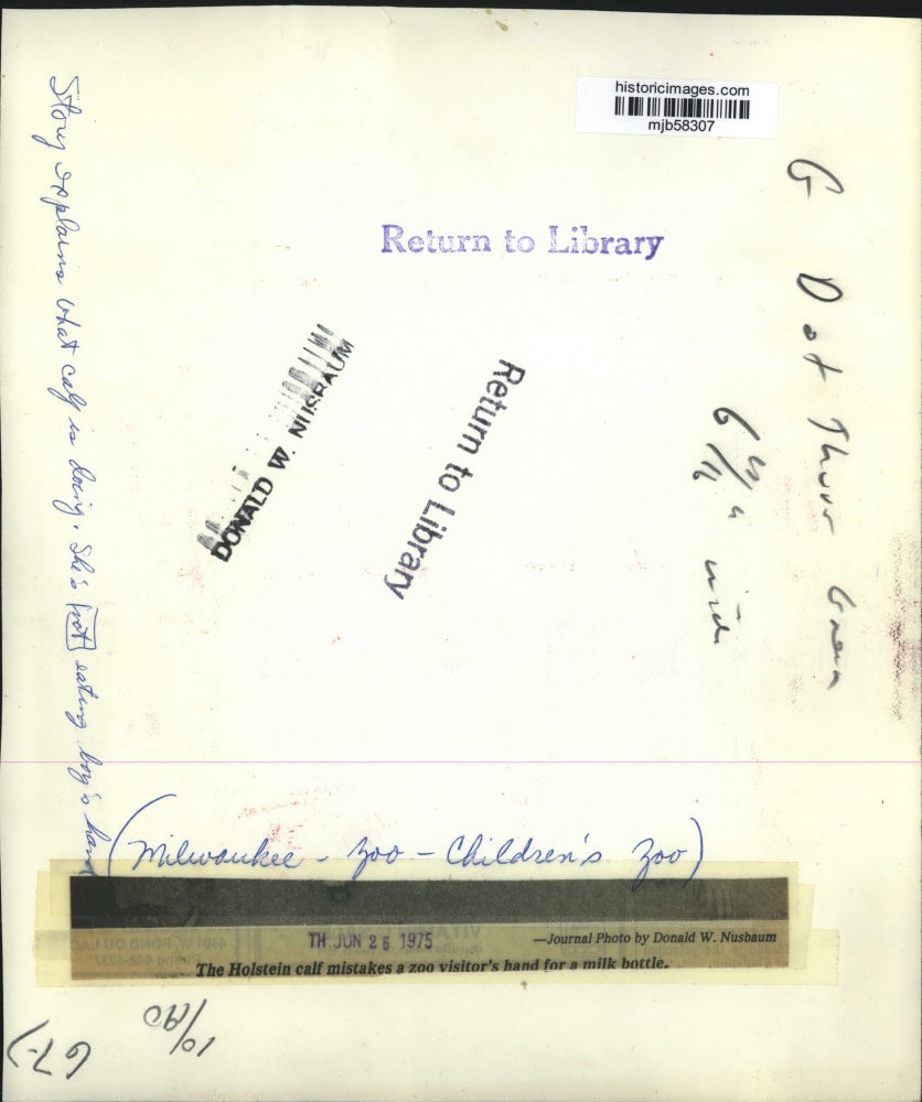 1975 Press Photo Holstein calk mistakes a zoo visitor's hand for a milk bottle