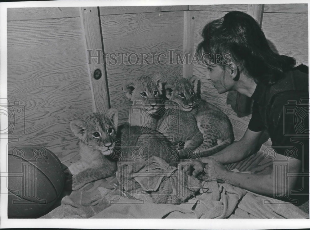 1972 Press Photo Lion Cubs at the Children's Zoo, Milwaukee - mjb58318