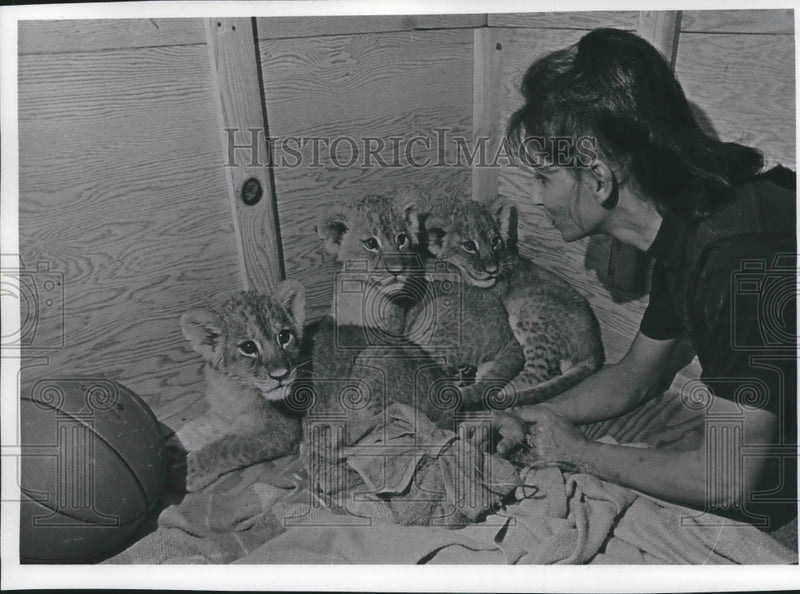 Load image into Gallery viewer, 1972 Press Photo Lion Cubs at the Children's Zoo, Milwaukee - mjb58318
