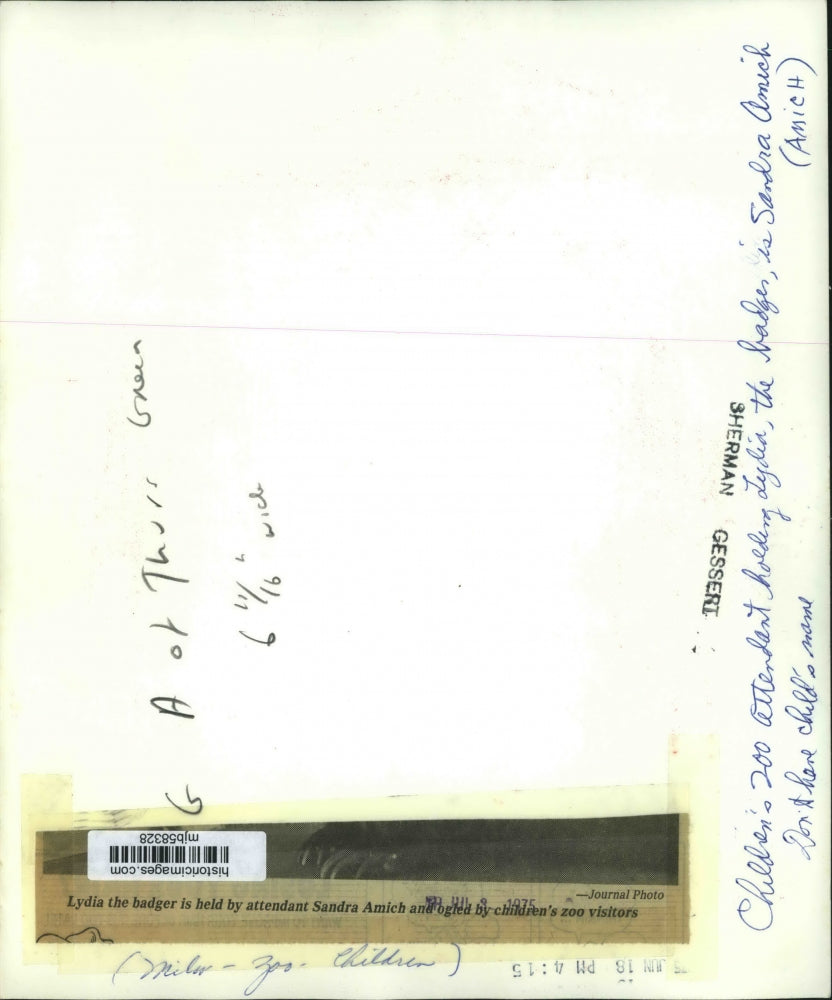 1975 Press Photo Sandra Amich, Children's Zoo attendant, holds Lydia the badger