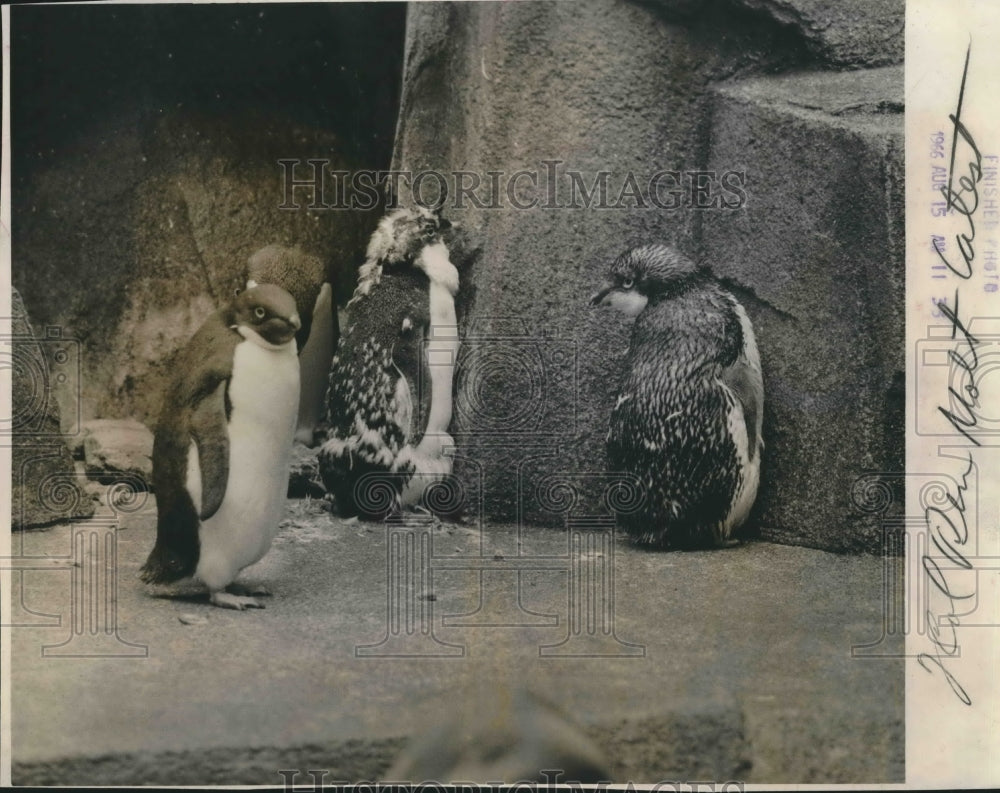 1966 Press Photo Molting penguin at Milwaukee County Zoo - mjb58341- Historic Images