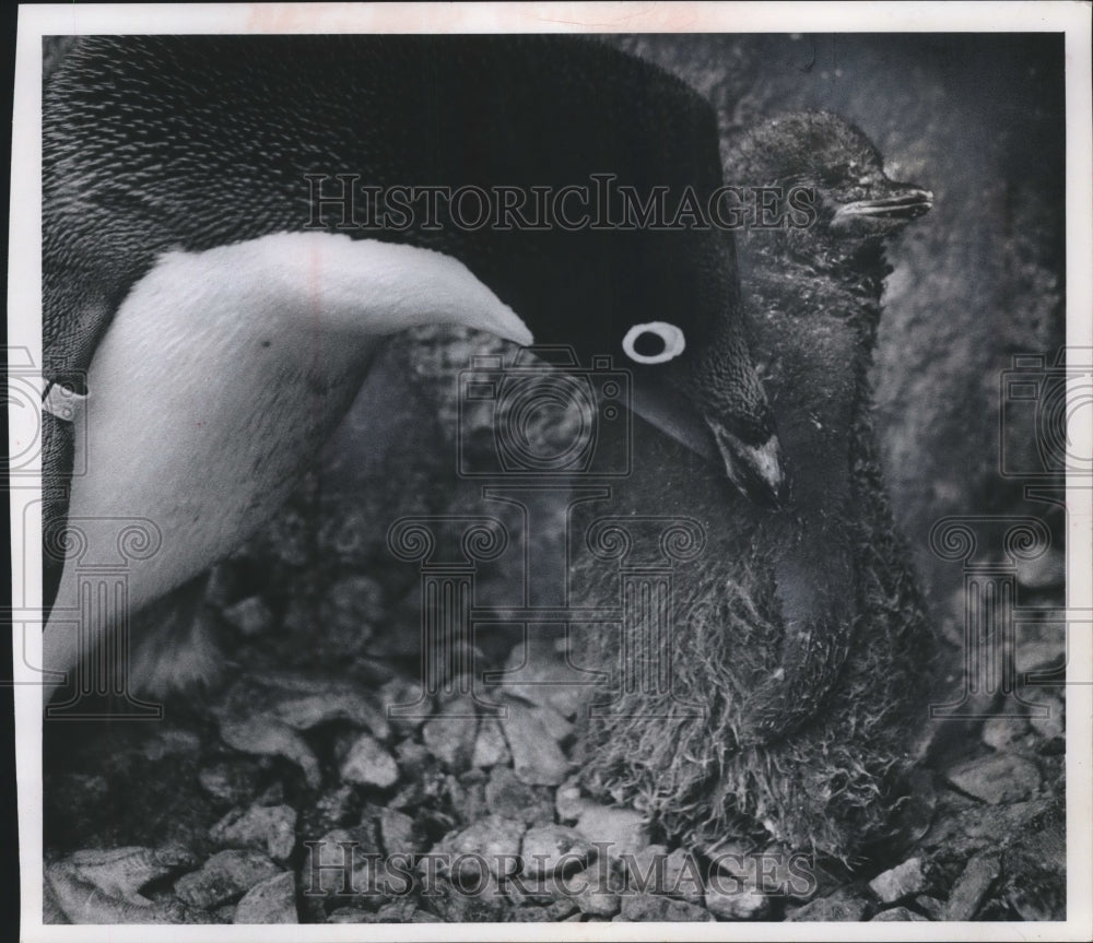 1970 Press Photo Parent watches over Adellie penguin chick at the Milwaukee Zoo.- Historic Images