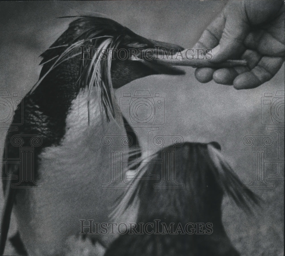 1976 Press Photo Rockhopper penguins new arrivals at the Milwaukee County zoo.