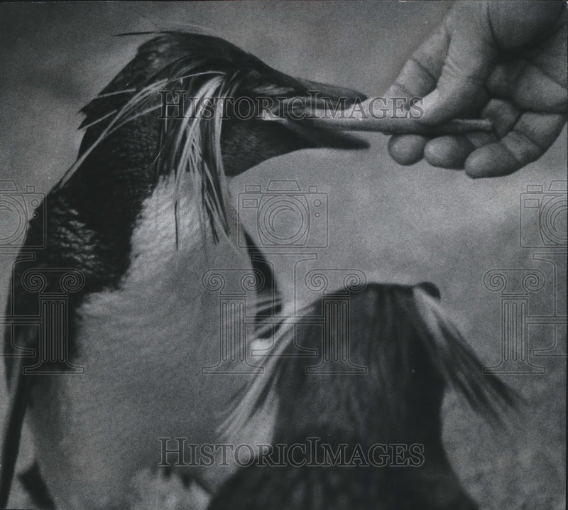 Load image into Gallery viewer, 1976 Press Photo Rockhopper penguins new arrivals at the Milwaukee County zoo.

