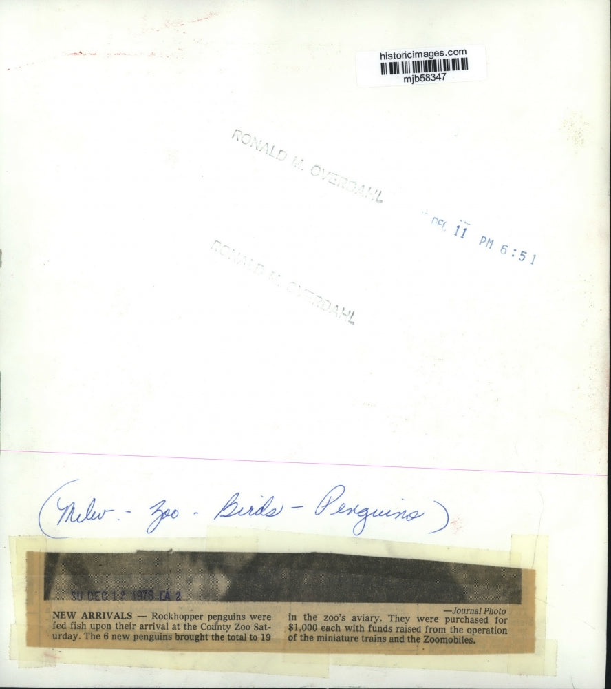 1976 Press Photo Rockhopper penguins new arrivals at the Milwaukee County zoo.