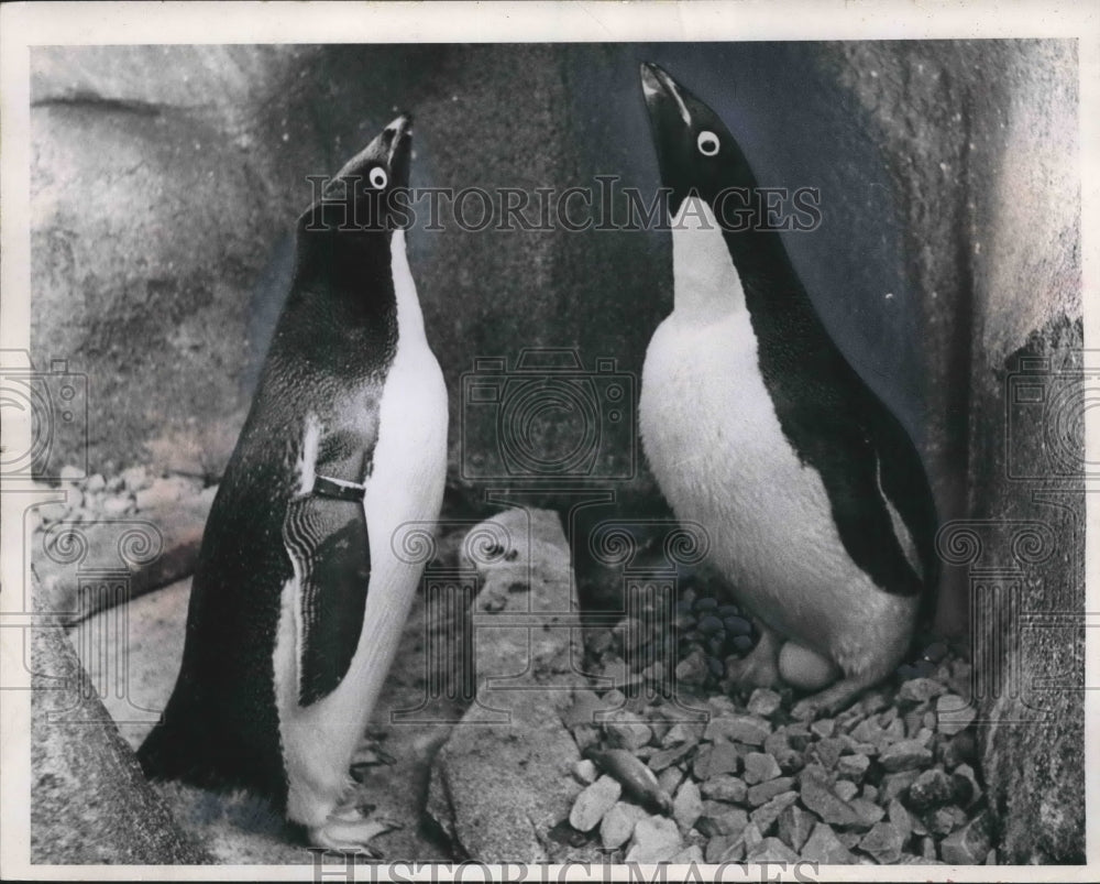 1966 Press Photo Pair of Adelie penguins laid first egg ever In Milwaukee Zoo.