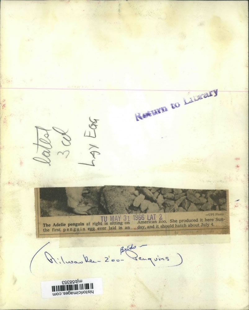 1966 Press Photo Pair of Adelie penguins laid first egg ever In Milwaukee Zoo.