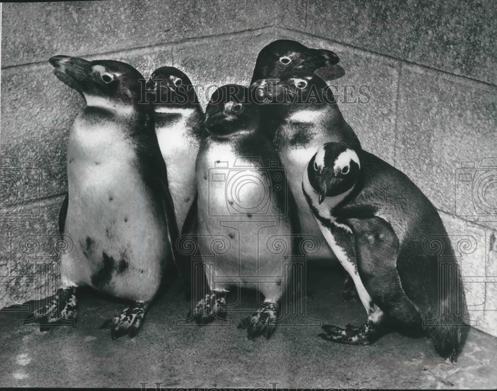 1975 Press Photo Jackass penguins at Milwaukee, Wisconsin zoo - mjb58357