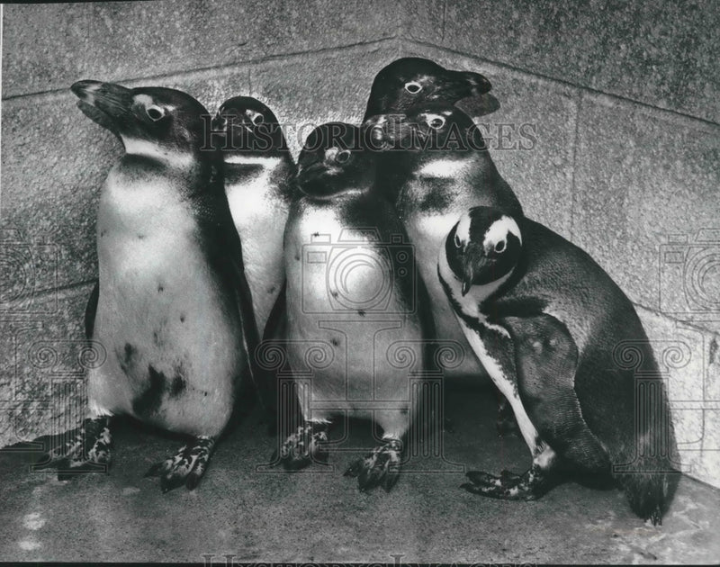Load image into Gallery viewer, 1975 Press Photo Jackass penguins at Milwaukee, Wisconsin zoo - mjb58357
