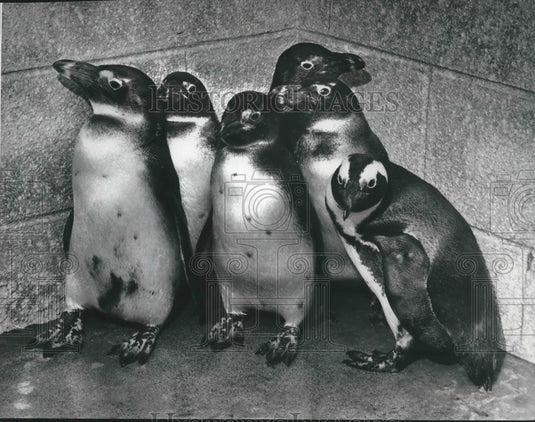 1975 Press Photo Jackass penguins at Milwaukee, Wisconsin zoo - mjb58357