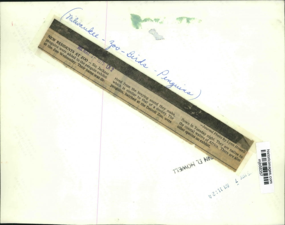 1975 Press Photo Jackass penguins at Milwaukee, Wisconsin zoo - mjb58357